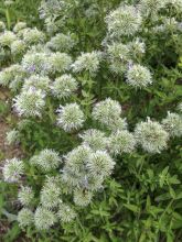 Pycnanthemum flexuosum - Menthe des montagnes