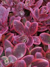 Sedum SUNSPARKLER® Wildfire - Orpin