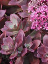 Sedum SUNSPARKLER® Firecracker - Orpin