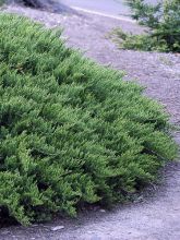 Genévrier sabine à feuilles de Tamaris - Juniperus sabina Tamariscifolia