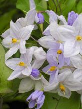 Solanum jasminoides Bleu - Morelle faux-jasmin