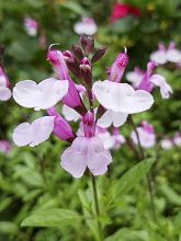 Salvia Dyson's Joy - sauge arbustive