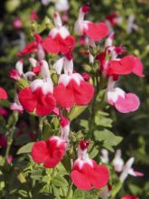 Salvia microphylla Little Kiss - sauge arbustive