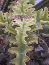 Kalanchoe 'Subnuda'