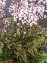 Tiarella Angel Wings - Tiarelle hybride