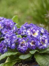 Primevere double Belarina Blue Ripples - Primula vulgaris