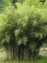 Bambou non traçant - Fargesia yunnanensis
