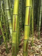 Phyllostachys nigra Megurochiku - Bambou géant