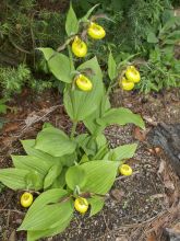 Cypripedium Kristi Lyn - Sabot de Vénus hybride