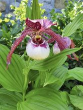 Cypripedium Lucy Pinkedpank - Orchidée de jardin hybride, Sabot de Vénus