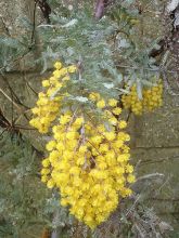 Acacia baileyana Songlines - Mimosa de Bailey