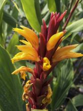 Cautleya spicata Robusta - Gingembre de l'Himalaya