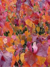 Cercis canadensis Merlot - Gainier du Canada 