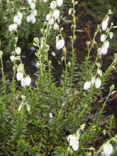 Daboecia cantabrica Alba - Bruyère de Saint Daboec blanche