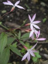 Gillenia trifoliata Pink Profusion - Gillenie à 3 feuilles rose pâle
