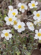 Helianthemum apeninnum - Hélianthème des Apennins 