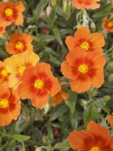 Helianthemum Ben Alder - Hélianthème orange à coeur rouge