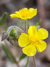 Helianthemum nummularium - Hélianthème commun