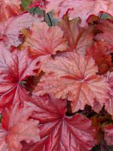 Heuchera Copper Dinosaur - Heuchère