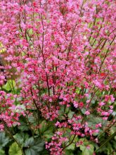 Heuchera Flower Power - Heuchère