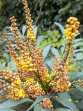 Mahonia Volcano