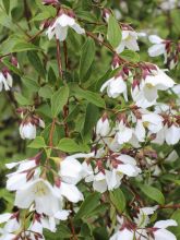 Philadelphus Dainty Lady - Seringat 