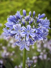 Agapanthe Full Moon - Agapanthus praecox subsp. orientalis