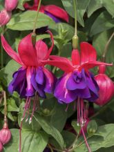 Fuchsia Winston Churchill