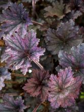 Heuchère Frosted Violet