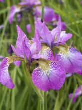 Iris de Sibérie - Iris sibirica Sparkling Rose