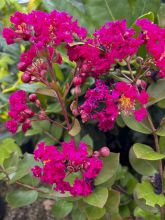 Lagerstroemia indica Cherry 'Lelaro' (Bouquet Rouge) - Lilas des Indes 