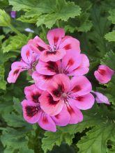 Pelargonium odorant Brunswick - Géranium parfum lavande