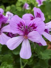 Pelargonium odorant Cola Bottles - Géranium parfum Coca Cola