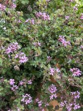 Pelargonium odorant Deerwood Lavender - Géranium parfum lavande