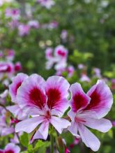 Pelargonium odorant Kettlebaston - Géranium parfum citron