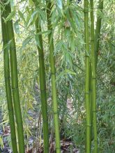 Phyllostachys vivax MacClure (type) - Bambou géant