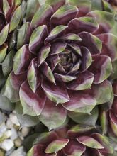 Sempervivum Rauher Kulm - Joubarbe hybride