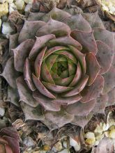 Sempervivum Santis - Joubarbe hybride