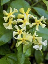 Trachelospermum asiaticum Chili & Vanilla - Faux-jasmin