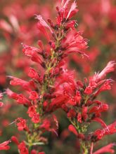 Agastache Kudos Red