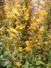 Agastache Kudos Yellow ®