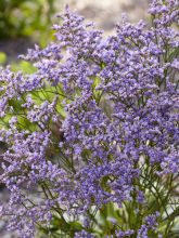 limonium Dazzle Rocks - Statice vivace