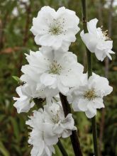 Prunus persica Taoflora White - Pêcher à fleurs blanches
