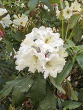 Rhododendron Polar Bear