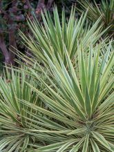 Yucca gloriosa Variegata - Dague espagnole - Yucca superbe panaché