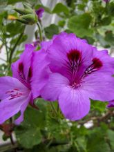 Pelargonium odorant Purple Unique - Géranium parfum fraise