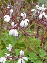 Pelargonium odorant White Graveolens - Géranium à forte odeur
