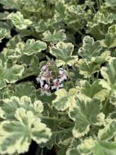 Pelargonium odorant fragrans Variegatum - Géranium parfum pin maritime