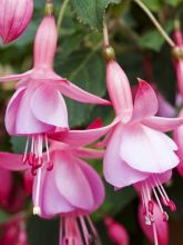 Fuchsia Beacon Rosa