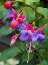 Fuchsia Bernadette